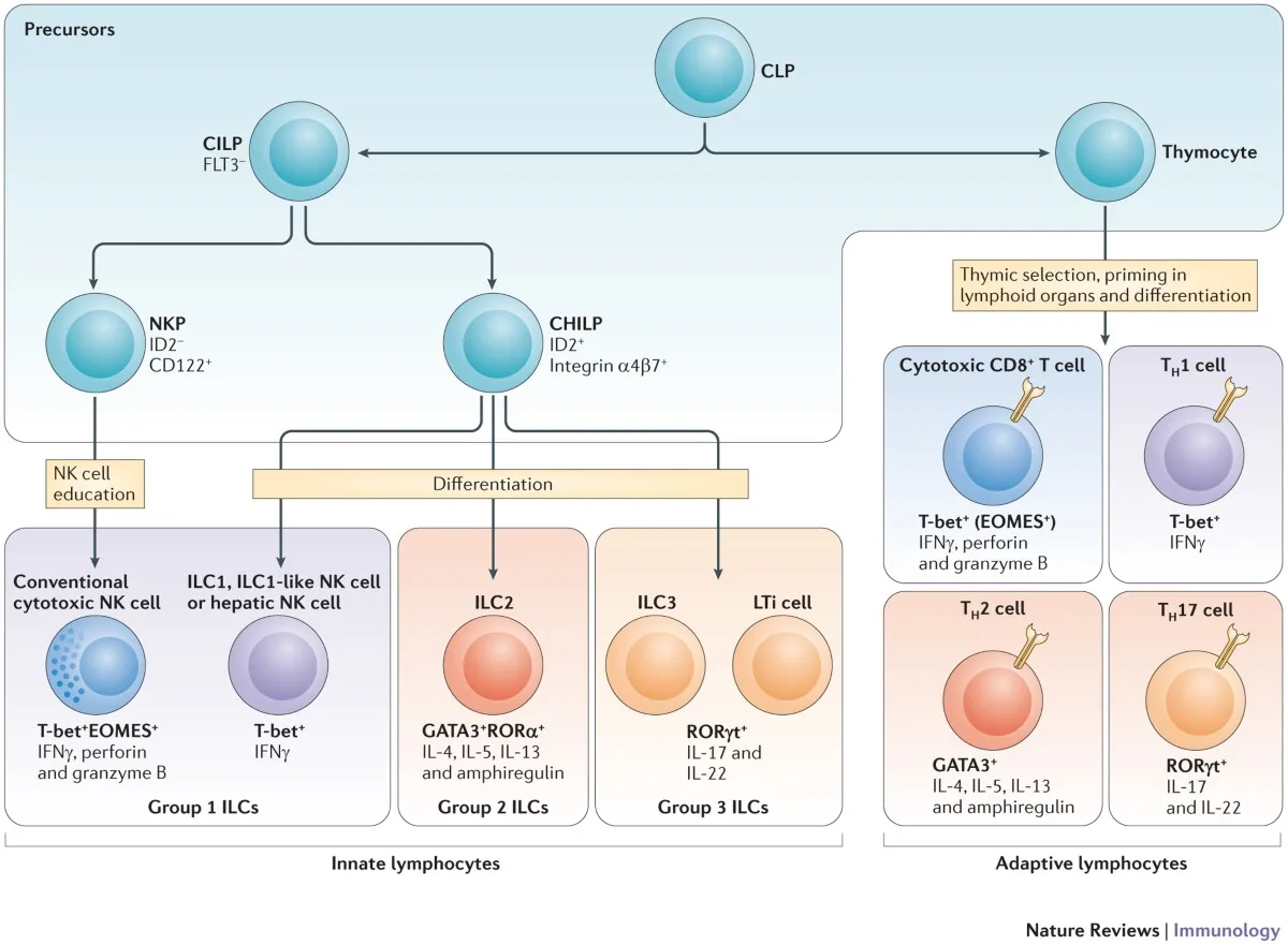 Cells of Innate and Adaptive Immunity
